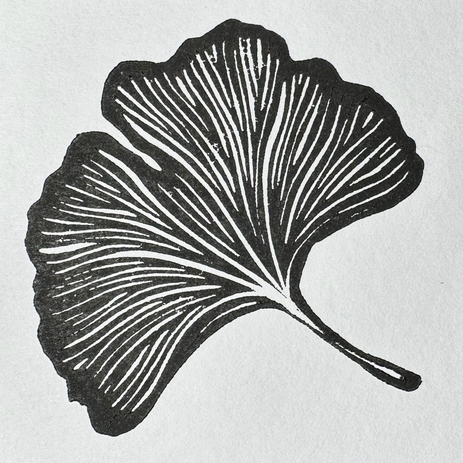 Ginkgo Leaf