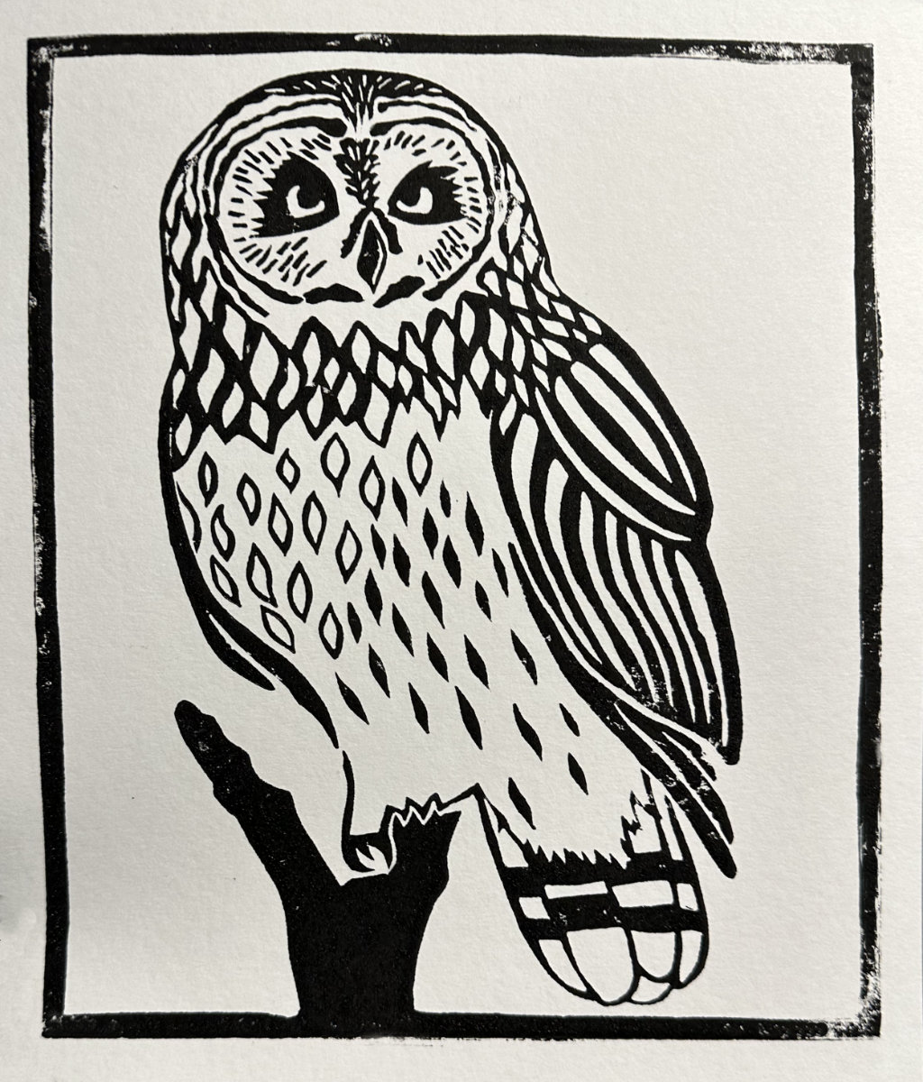 Short-eared Owl Portrait